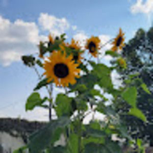 Meet your Posher, Annette